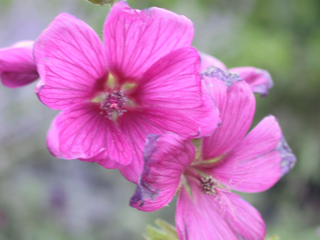 Lavatera thuringiaca Burgundy Wine 02.jpg